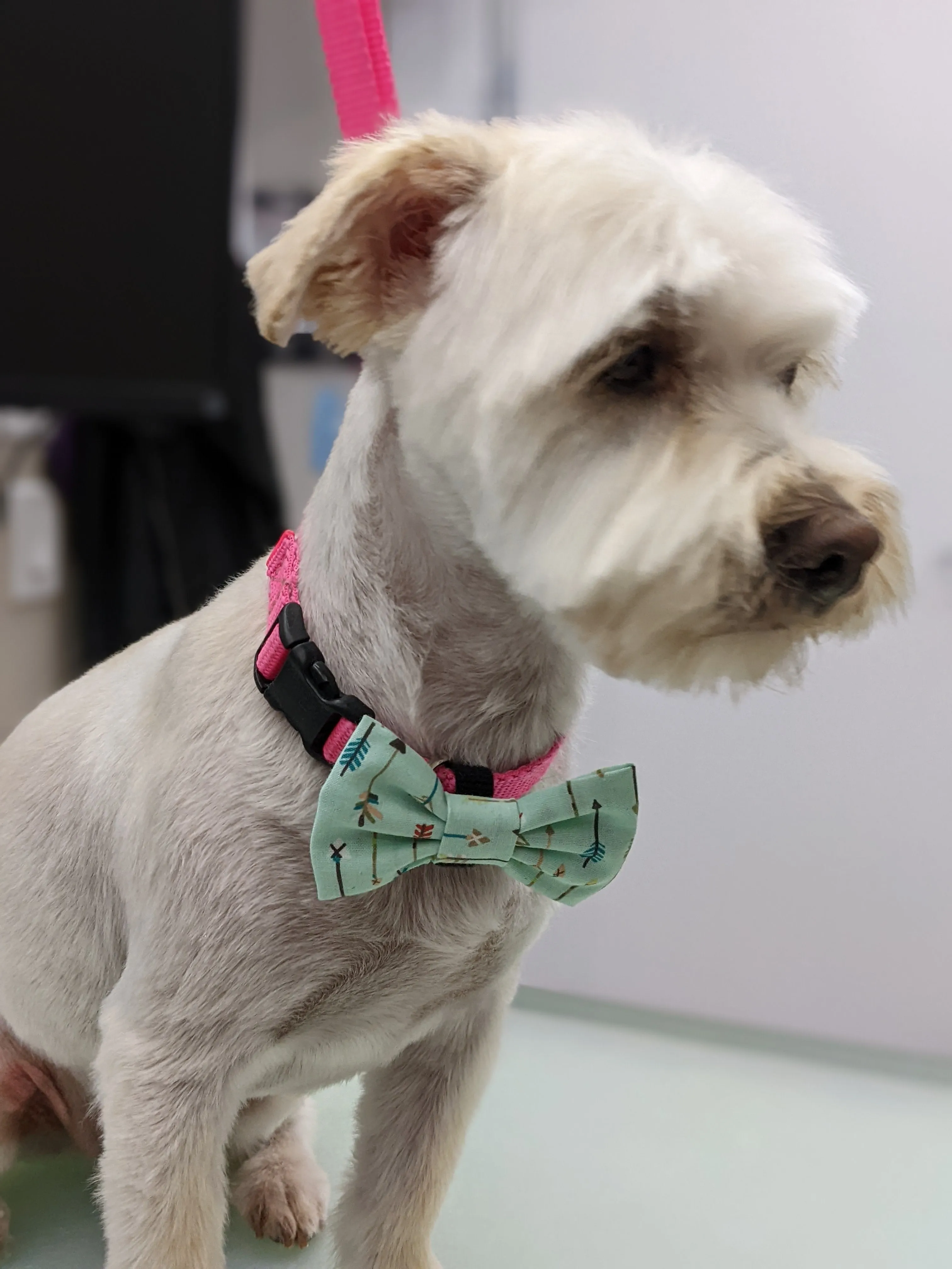 Bespoke Collar Blossoms & Bowties