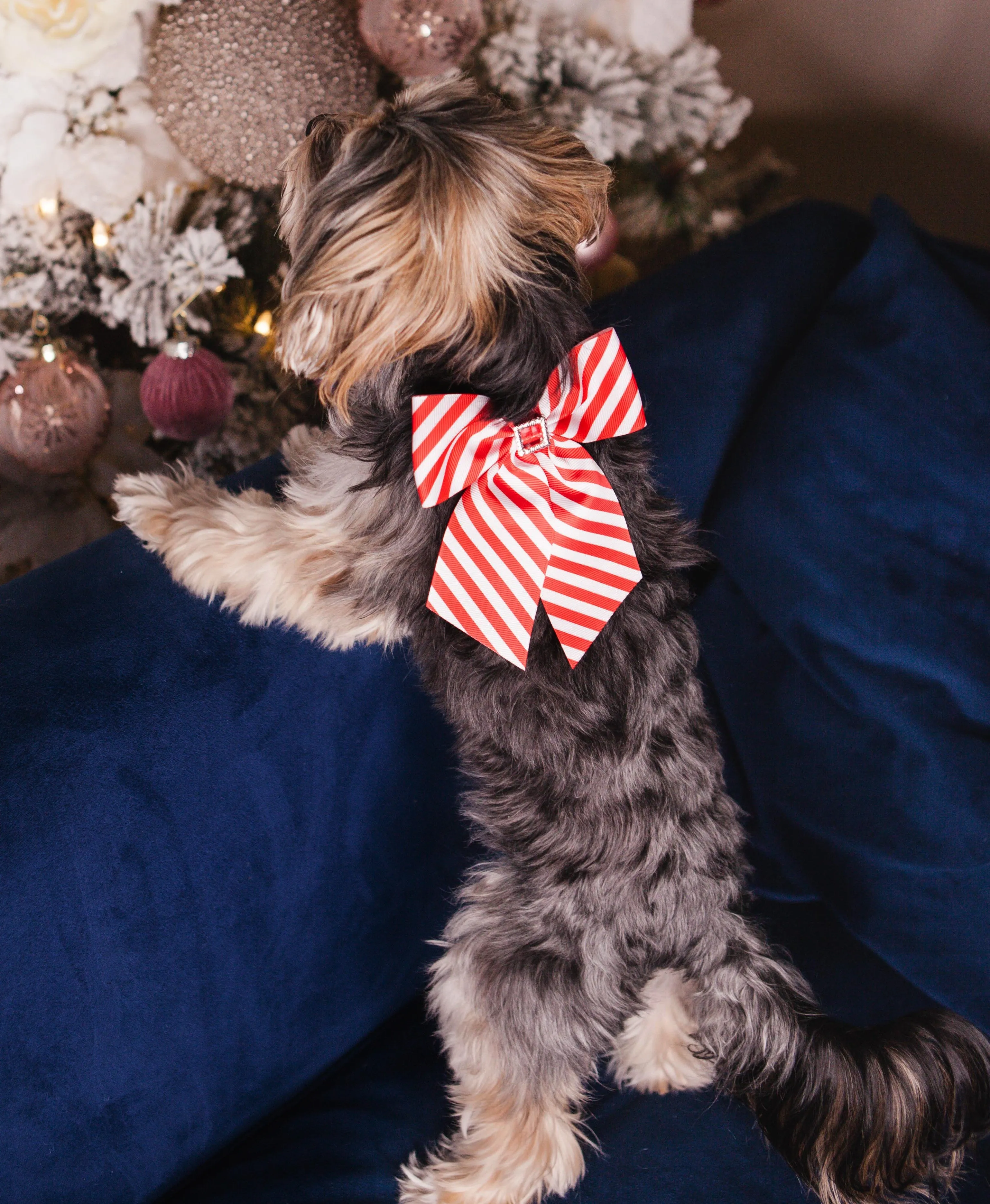 Candycane bow collar