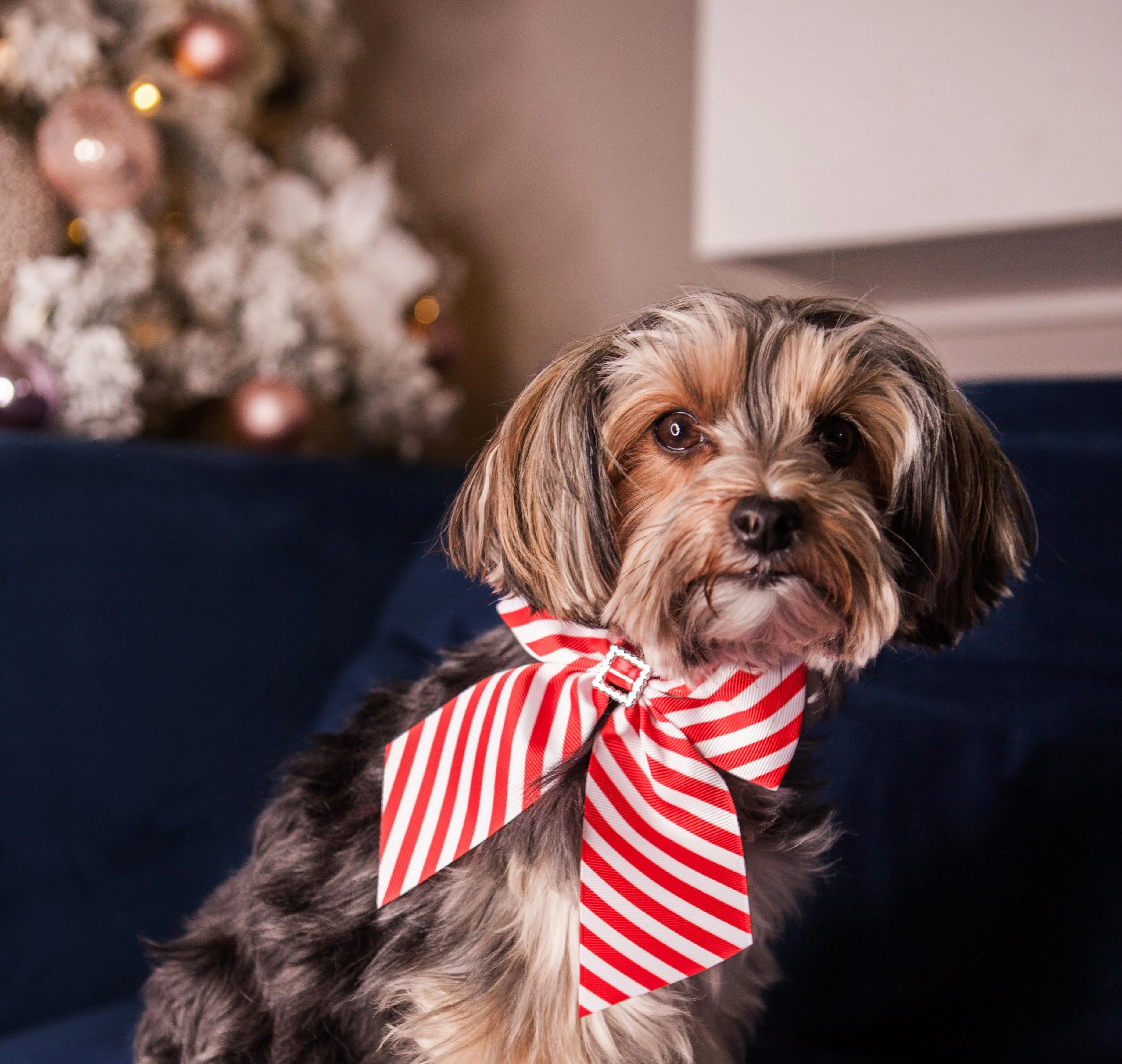 Candycane bow collar