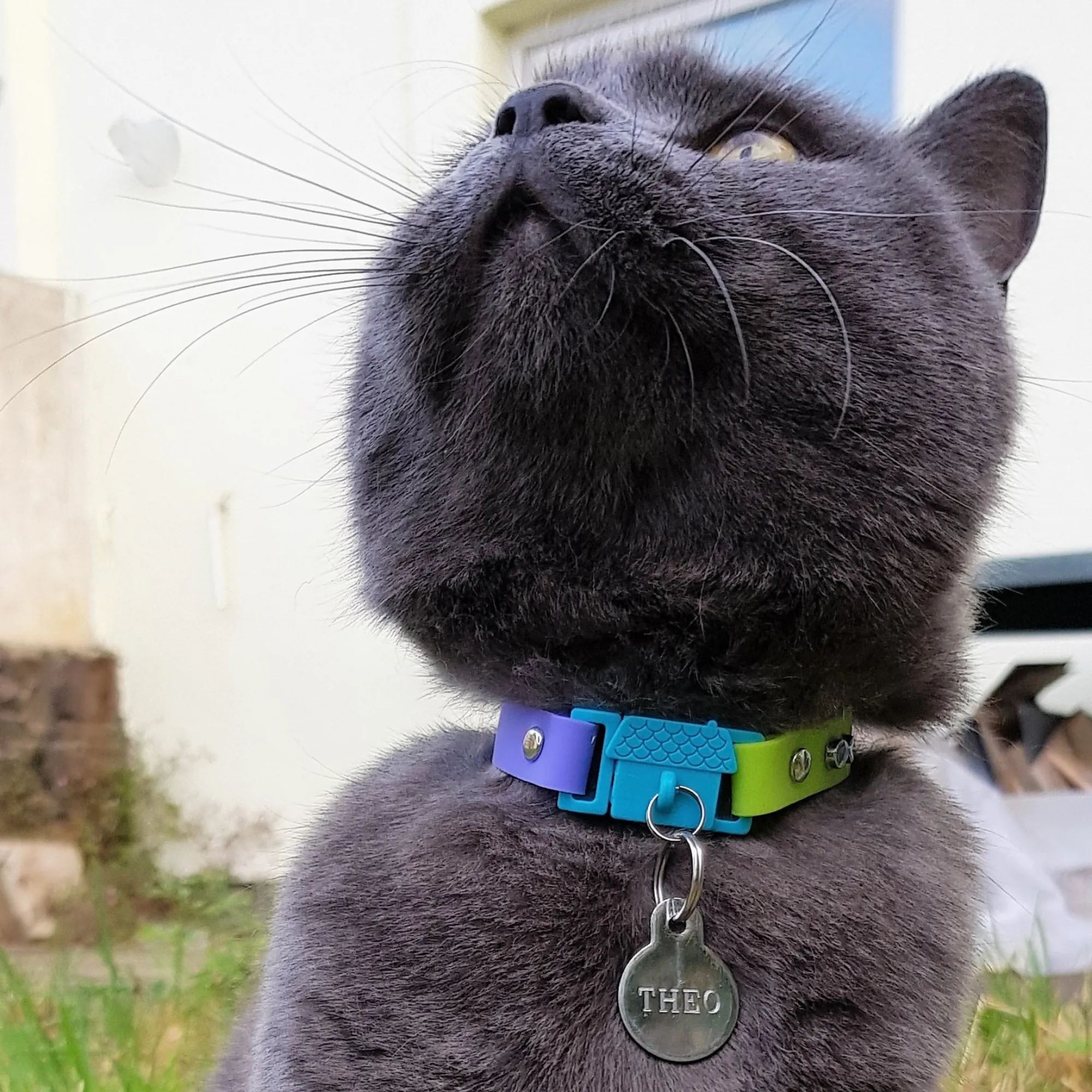 Kittyrama Vet & Cat Expert Approved Cat Collar Tahiti