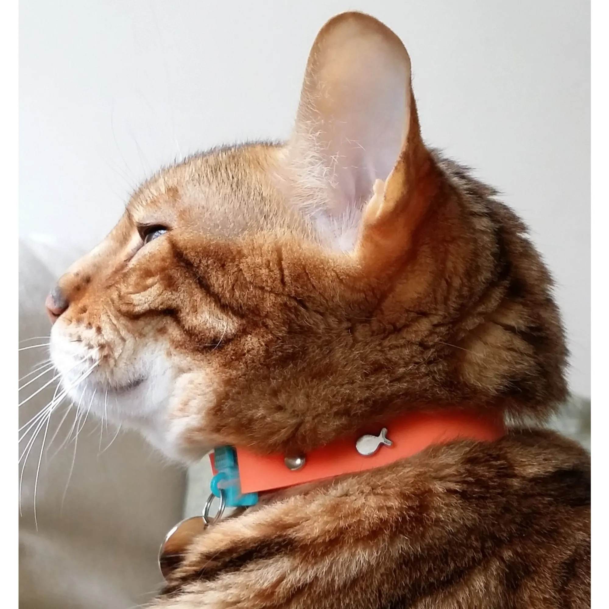 Kittyrama Vet & Cat Expert Approved Cat Collar Tangerine