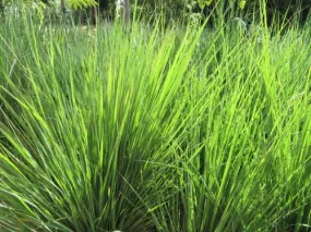 Miscanthus capensis - East Coast Boomgrass / Ornamental Grass - Indigenous grass - 10 Seeds