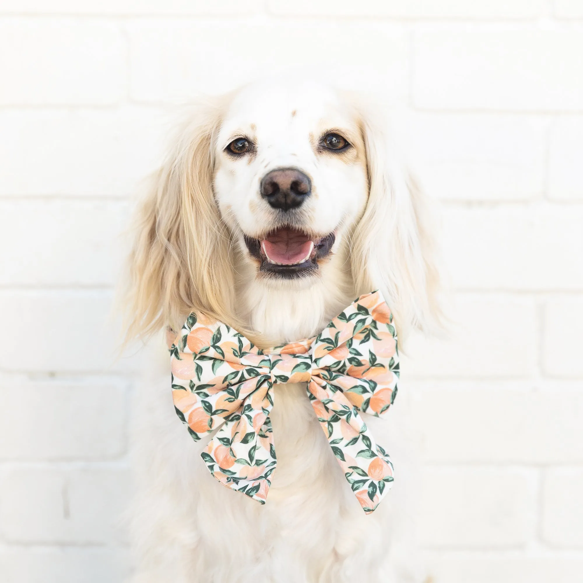 Peaches and Cream Lady Dog Bow