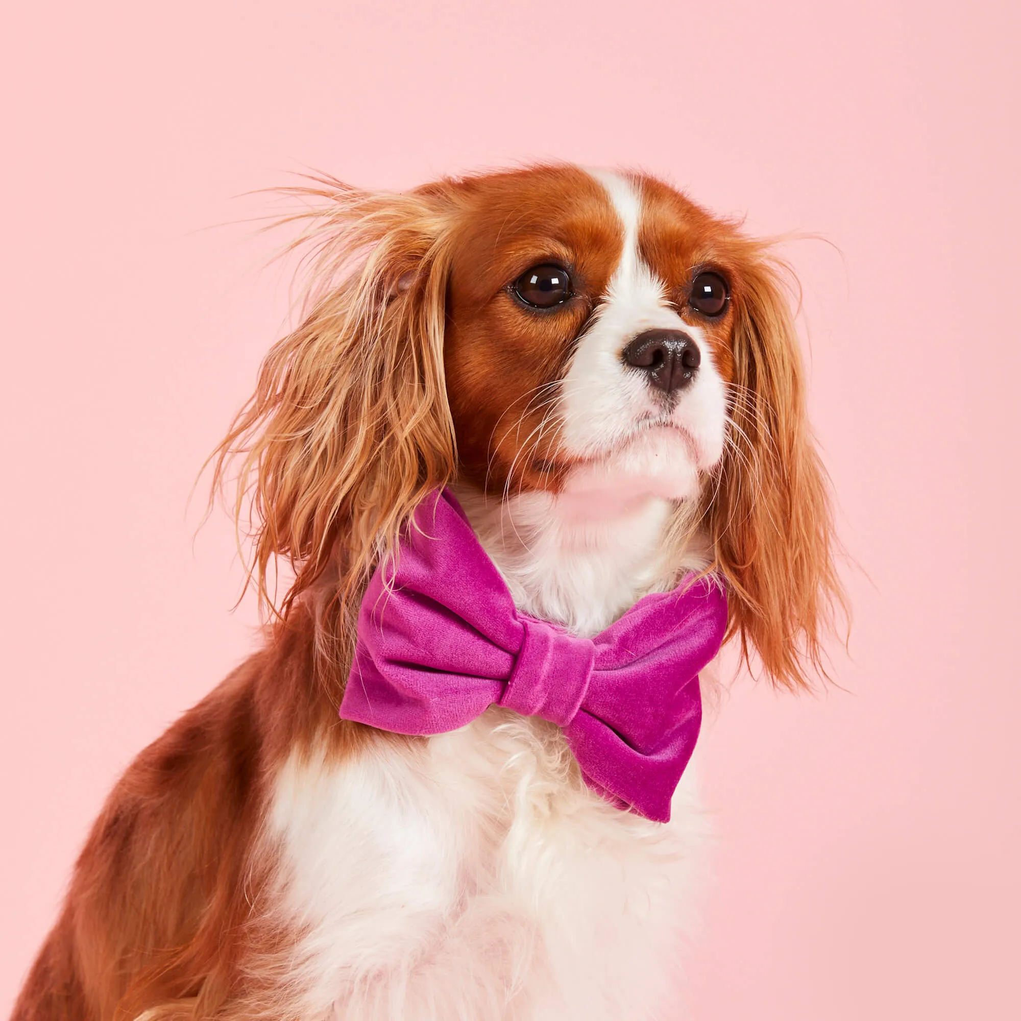 Plum Velvet Bow Tie Collar